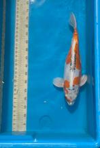 Kikoryo koi te koop, Dieren en Toebehoren, Karper of Koi