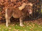 Super knappe lieverd!!, Dieren en Toebehoren, Pony's, Ontwormd