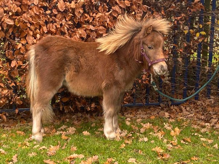 Super knappe lieverd!!, Dieren en Toebehoren, Pony's, Ontwormd