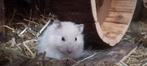 Syrische hamster Didi ter adoptie, Hamster