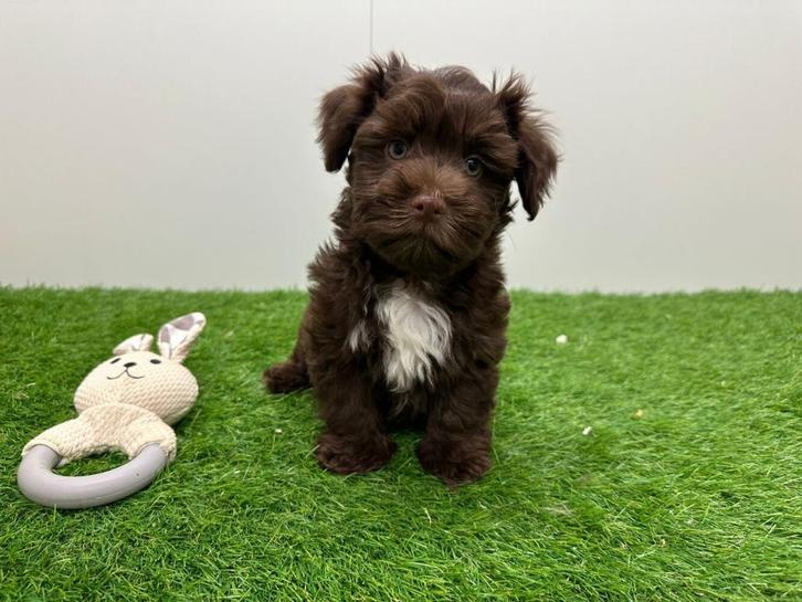 Havanezer pups, Dieren en Toebehoren, Honden | Chihuahua's en Gezelschapshonden, Meerdere dieren, Overige rassen, Fokker | Professioneel