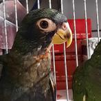 2 Pionus Bronsvleugel en 1 Maximiliani papegaaien jong-tam, Dieren en Toebehoren, Vogels | Parkieten en Papegaaien, Meerdere dieren