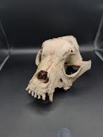 Skull dog (bouledogue anglais), Collections, Collections Animaux, Comme neuf, Crâne, Chien ou Chat, Enlèvement ou Envoi
