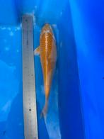 Japanse koi goud, Dieren en Toebehoren, Vissen | Vijvervissen, Karper of Koi