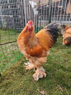 Broedeieren brahma buff zwart en blauw.