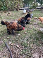 Ukkelse baardkriel haantjes, Meerdere dieren, Kip