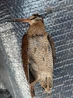 Dode vogels, Dieren en Toebehoren