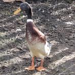 Loopeend woerd, Dieren en Toebehoren