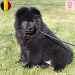 Prachtige Chow Chow pups te koop (Belgisch), Dieren en Toebehoren, Honden | Poolhonden, Keeshonden en Oertypen, België, CDV (hondenziekte)