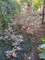 Grote viburnum,  heeft liefde nodig, Tuin en Terras, Ophalen