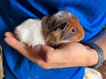 Gezinnetje cavia’s te koop! beschikbaar voor biedingen