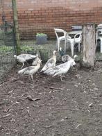 pauwen te koop, Dieren en Toebehoren, Maart, Meerdere dieren