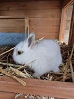 Konijntjes leeuwenkopjes, Dieren en Toebehoren, Konijnen, Meerdere dieren, Klein, 0 tot 2 jaar