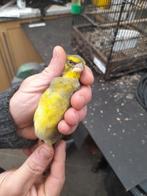 Kruising mozambiek sijs x groenling, Dieren en Toebehoren, Vogels | Overige Vogels, Mannelijk, Wildzangvogel, Geringd