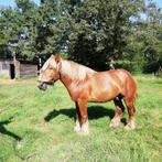 Belgisch trekpaard 5 j dekhangst, Dieren en Toebehoren, Paarden, Hengst, M, Gechipt, 3 tot 6 jaar
