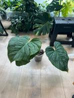 Philodendron Majestic XL (nr2), Huis en Inrichting, Kamerplanten, Ophalen of Verzenden