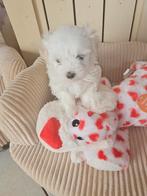 Maltezer kruising-==Maltipom nog 1 teefje beschikbaar., België, Maltezer, Fokker | Hobbymatig, 8 tot 15 weken
