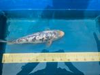 Japanse Koi, Dieren en Toebehoren, Vissen | Vijvervissen