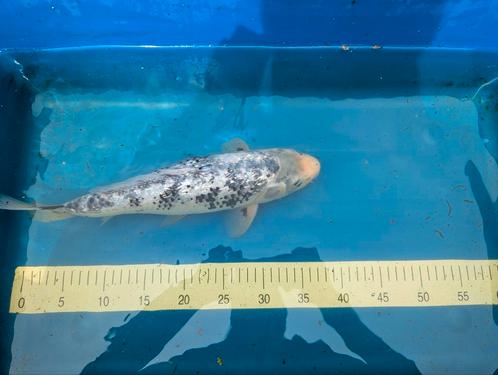 Japanse Koi, Dieren en Toebehoren, Vissen | Vijvervissen