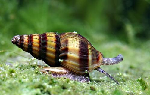Anentome helena - slaketende slak, Dieren en Toebehoren, Vissen | Aquariumvissen, Zoetwatervis, Slak of Weekdier