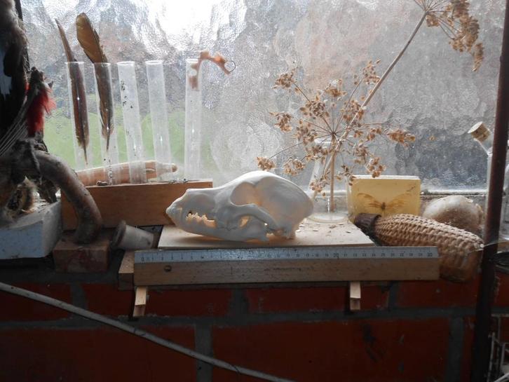 hondenschedel, Collections, Collections Animaux, Comme neuf, Crâne, Chien ou Chat, Enlèvement ou Envoi