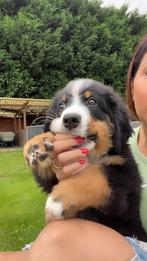 Chiots bouvier bernois, 15 semaines à 1 an, Étranger, Chien (mâle), Parvovirose