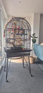 Cage perroquet complète + accessoires + nourriture – prête à, Animaux & Accessoires, Enlèvement, Neuf, Métal, Cage à oiseaux