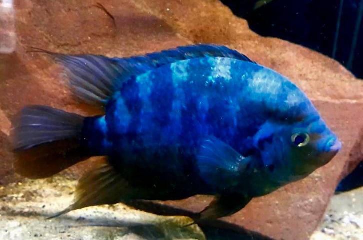 Mooie Aquariumvissen, Animaux & Accessoires, Poissons | Poissons d'aquarium, Poisson d'eau douce, Poisson