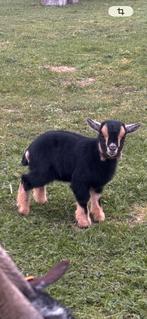 Te koop moedergeit 3 jaar met 2 lammetjes, Dieren en Toebehoren, Schapen, Geiten en Varkens