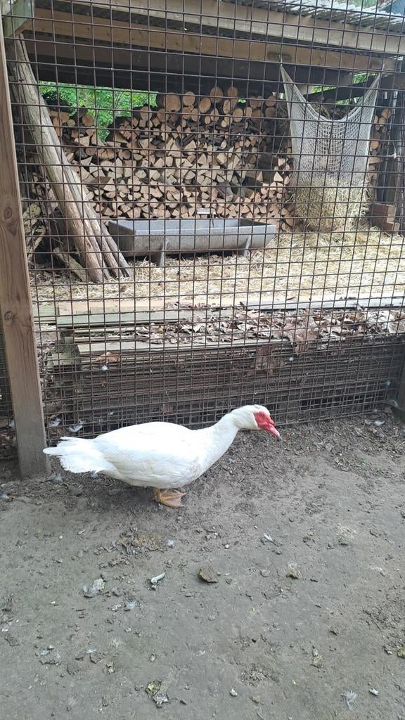 Mannelijke barberie zoekt nieuwe thuis, Animaux & Accessoires, Volatiles, Mâle