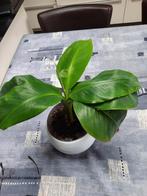 Bananenplant, Ophalen