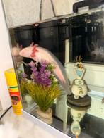 Thuisje gezocht voor mijn axolotl, Dieren en Toebehoren