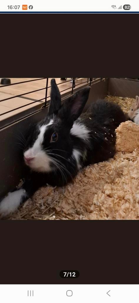 Lief Tam vrouwelijk konijn heeft het 3 de nestjegehad, Dieren en Toebehoren, Vermiste en Gevonden Dieren