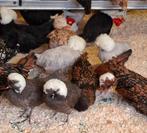 Padua en Hollandse Kuifhoen, Plusieurs animaux, Poule ou poulet