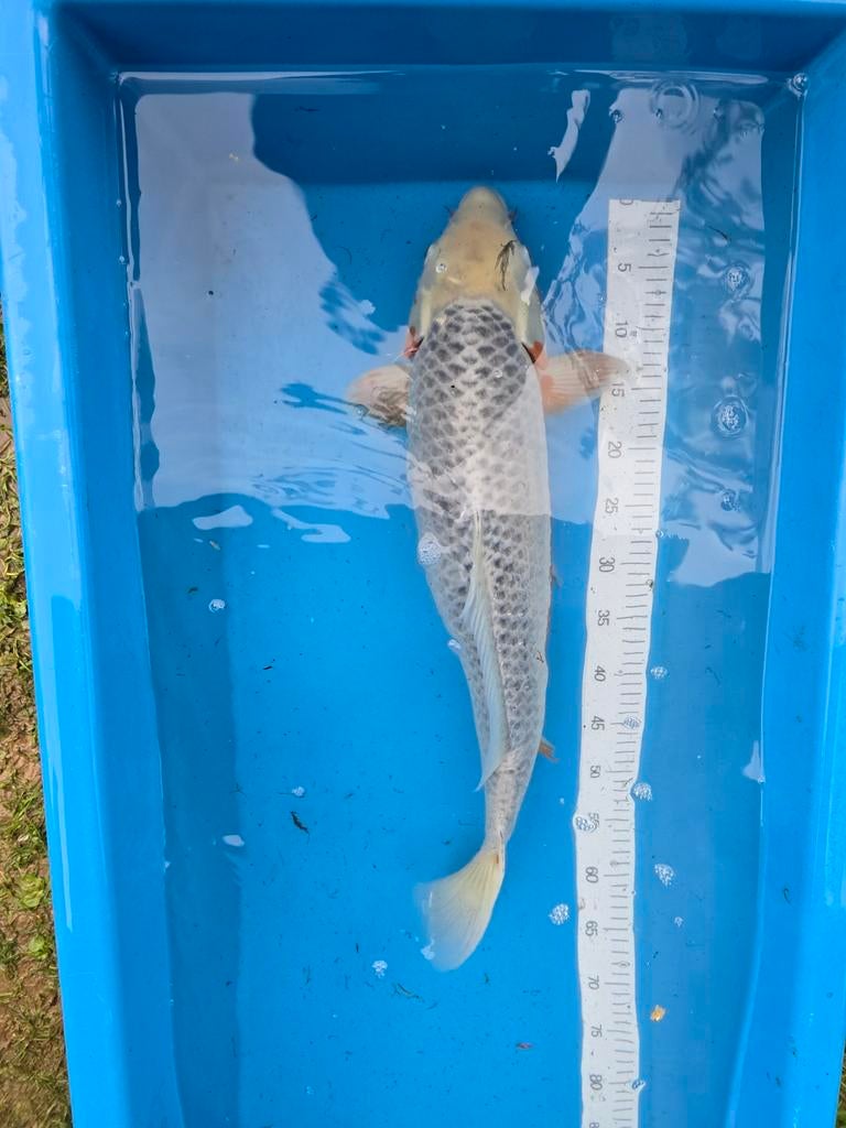 Très beau top Asagi koï japonais 65-70 cm, Animaux & Accessoires, Poissons | Poissons d'étang