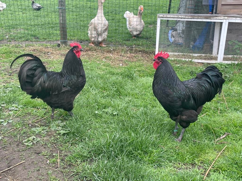 Australorp kippen