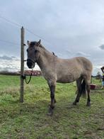 Merrie te koop, Enlèvement