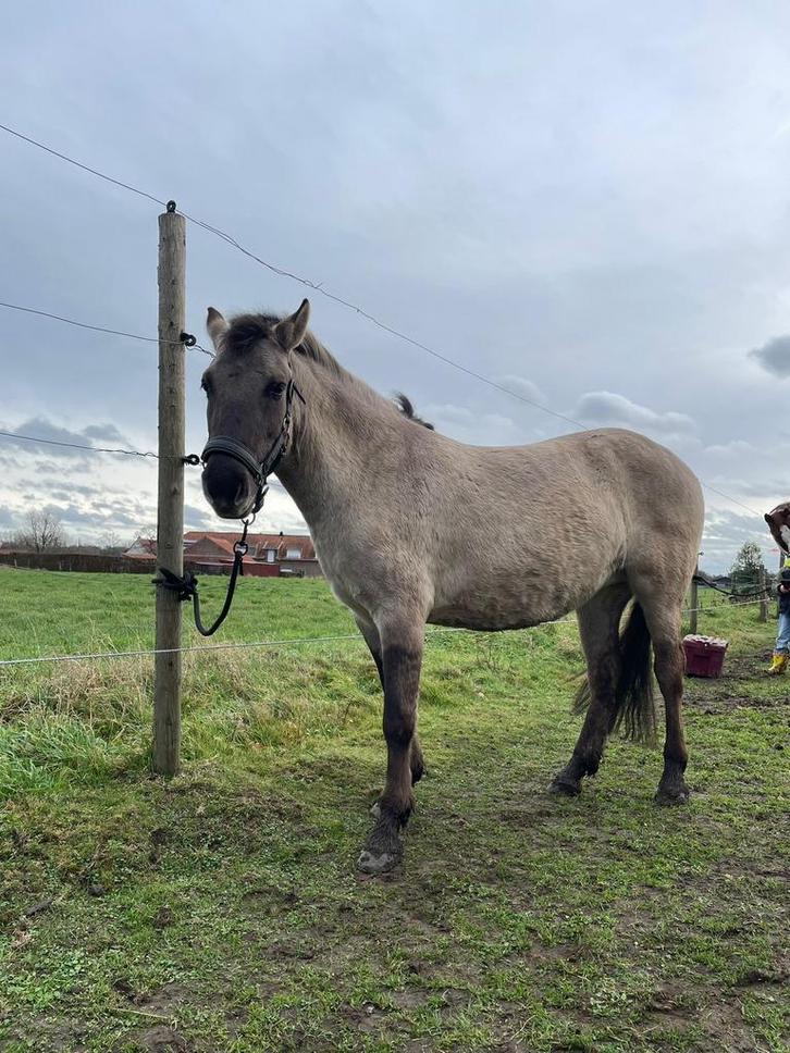 Merrie te koop, Livres, Animaux & Animaux domestiques, Enlèvement