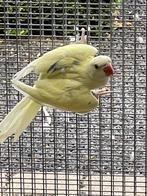 Halsbandparkiet, Dieren en Toebehoren