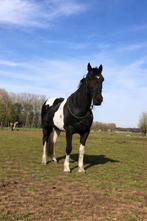 Knappe 14 jarige van 1,55 (materiaal erbij ), Dieren en Toebehoren, Ruin