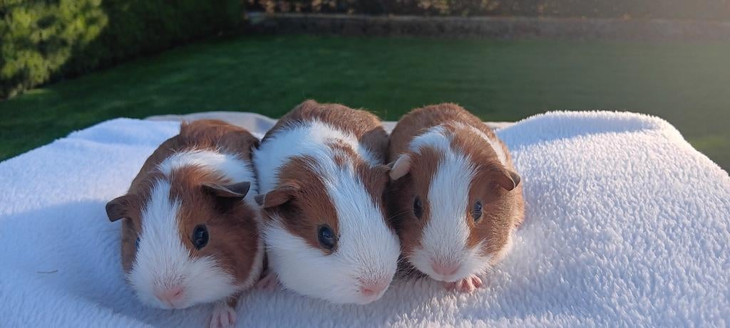 Cavia's: 1 beertje en 2 zeugjes, Dieren en Toebehoren, Meerdere dieren, Tam, Maart, Cavia