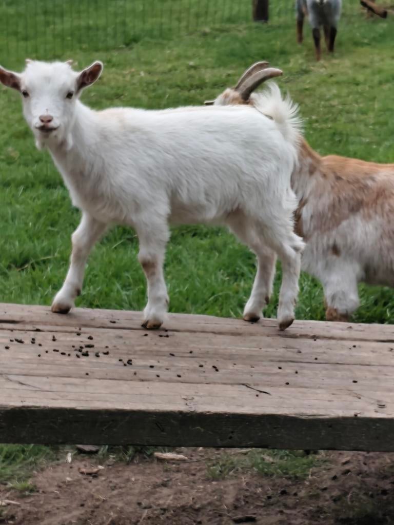 Dwerggeitje, Dieren en Toebehoren, Vrouwelijk, Geit, 0 tot 2 jaar
