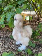 Broedeieren USA zijdehoender amerikaanse zijdehoen, Dieren en Toebehoren, Geslacht onbekend, Kip