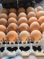 Broedeieren jersey gigant kip, Dieren en Toebehoren, Kip