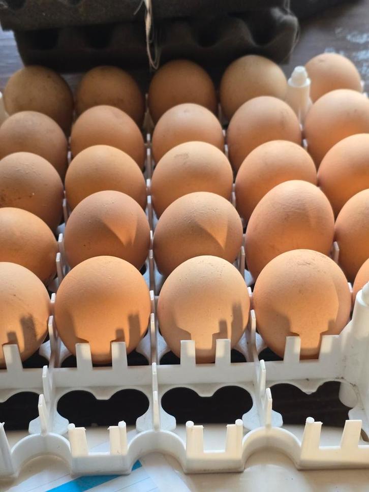 Broedeieren jersey gigant kip, Animaux & Accessoires, Volatiles, Poule ou poulet