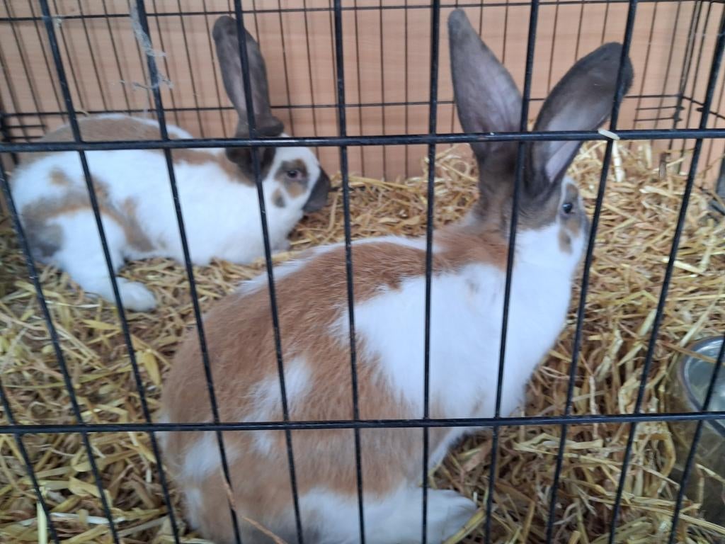 Reuse vlinders, Dieren en Toebehoren, Konijnen