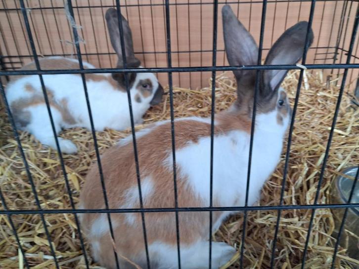 Reuse vlinders, Dieren en Toebehoren, Konijnen