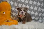 Prachtige en gezonde Engelse Bulldog puppy’s, Dieren en Toebehoren, 8 tot 15 weken, Buitenland, Meerdere, Meerdere dieren