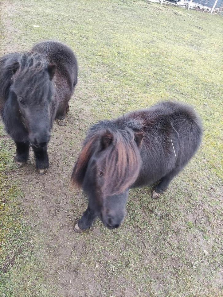 Mama en dochter chetlandpony, Dieren en Toebehoren, Pony's, Merrie, 11 jaar of ouder