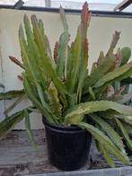 Cactus orchidee grote planten., Ophalen